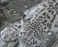DSC_2017 Snow Leopard escaping the sun and the heat -- Central Park Zoo, Manhattan, NYC -- 1 July 2012